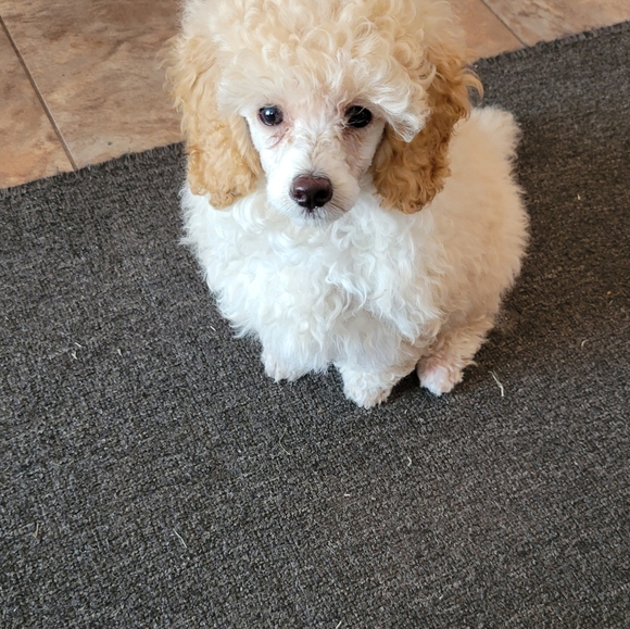 Meet your Posher, Kristi - Picture 2 of 7